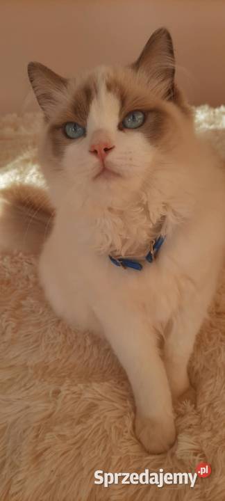 Kocurek rasy Ragdoll Wieluń