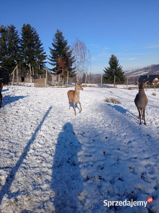 Sprzedam Jelenie karpackie Nowy Sącz