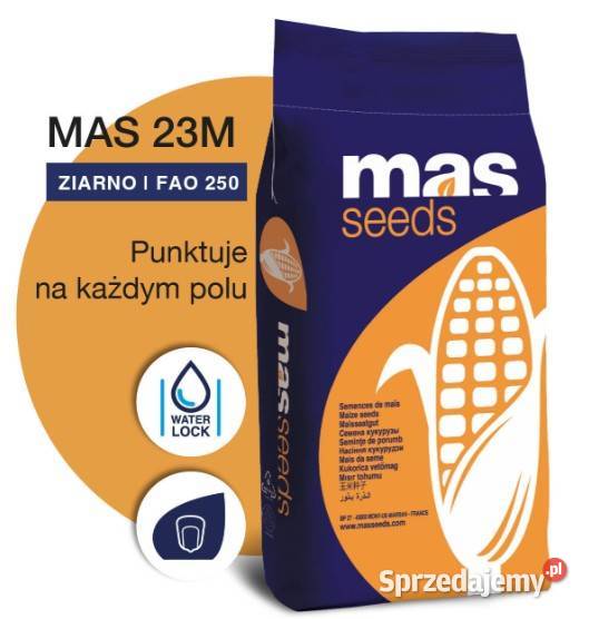 Nasiona kukurydzy MAS 23M