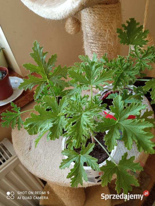 Geranium pachnące cytrynką Białystok