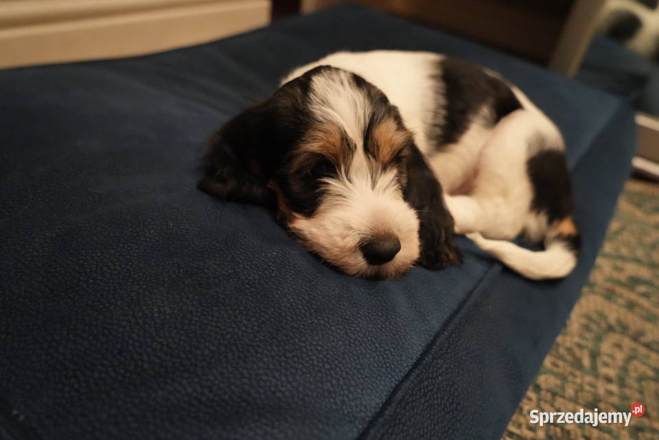 PBGV szczeniak petit basset griffon vendeen ZKWP Pozostałe Jarocin
