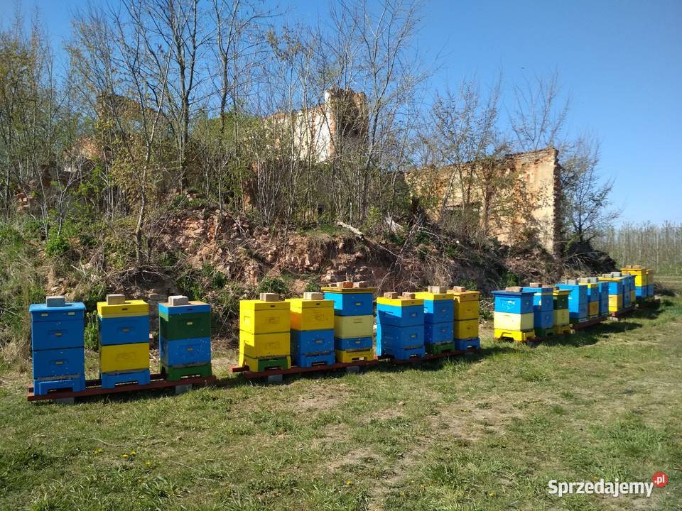 Miód kremowany z własnej pasieki Miody i produkty pszczele Sieradz
