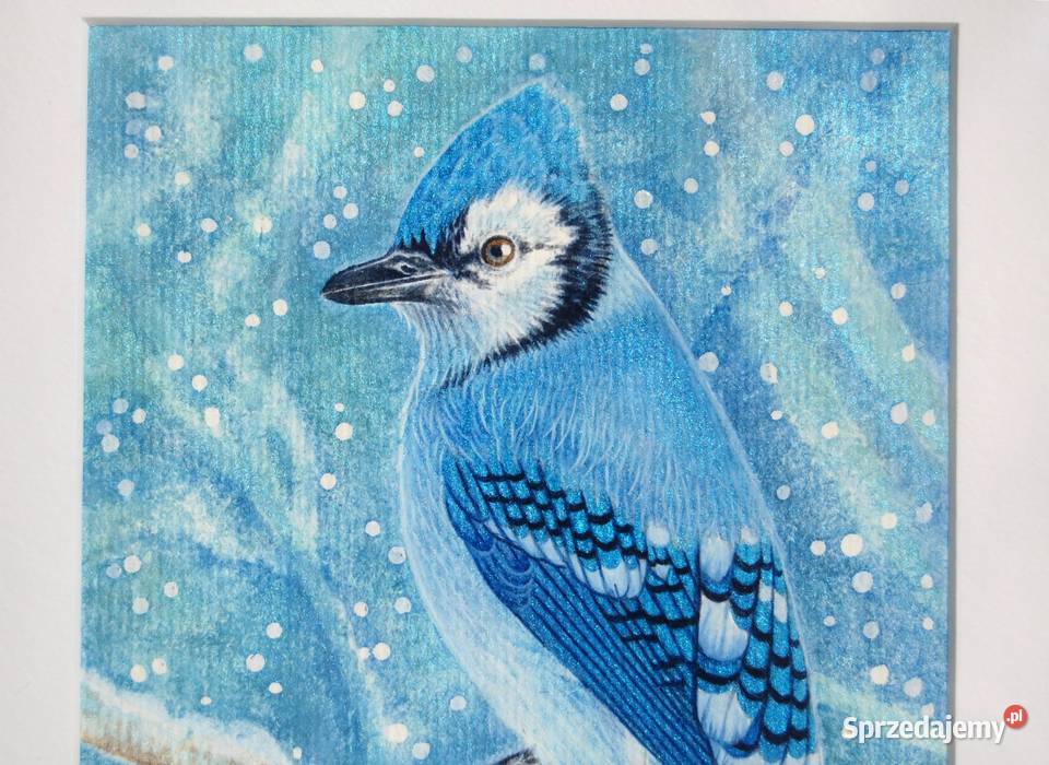 Blue Jay Modrosójka błękitna ptak zima akwarela niebieski