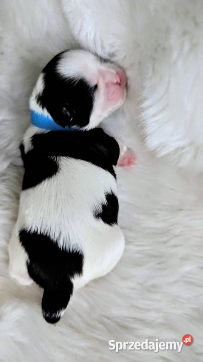 Szczenięta shih tzu Zawiercie sprzedam