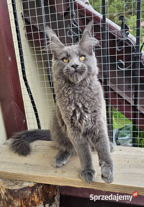 duży niebieski kocurek Maine Coon FPL