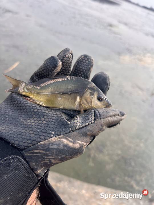 Karp narybek sprzedam Kraśnik