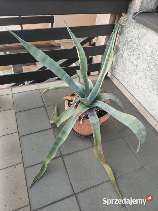 Agawa duża Sprzedam Odbiór osobisty śląskie Cieszyn
