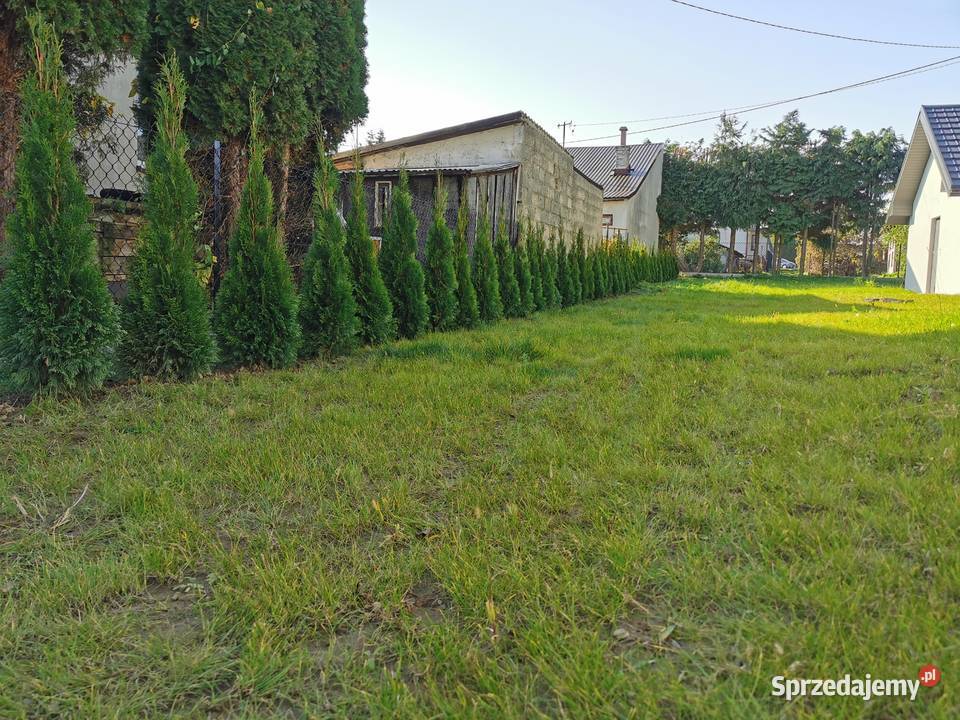 Tuje szmaragd 80140 transport sadzenie małopolskie Bochnia