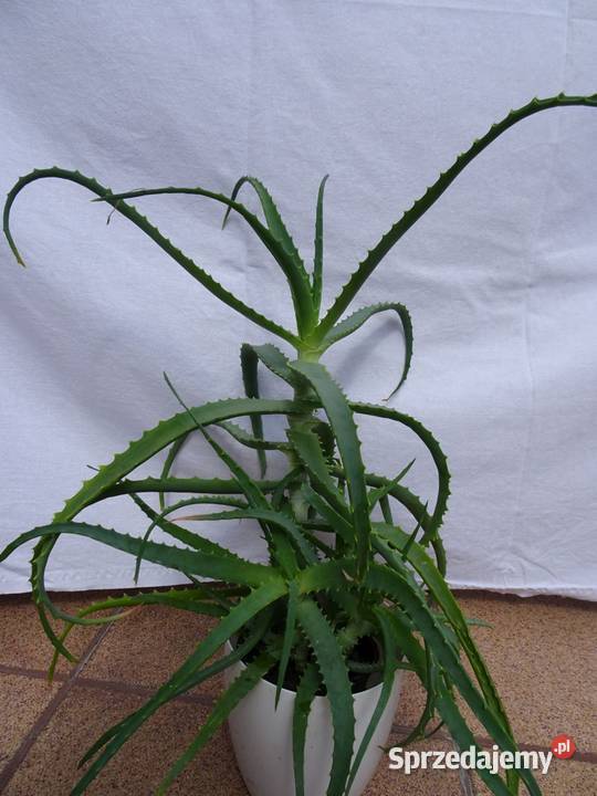 Aloes leczniczy roślina domowa Nowy Sącz