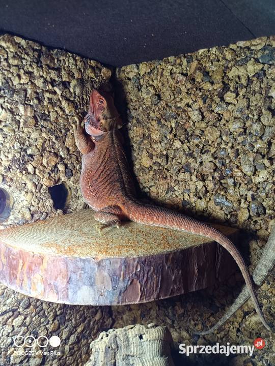 Agama brodata dwie sztuki samice Gady i płazy podlaskie