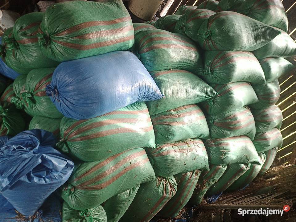 Owies zbiór 2025 Włosienica