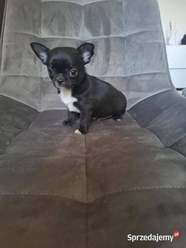 Chihuahua czarny piesek Lublin