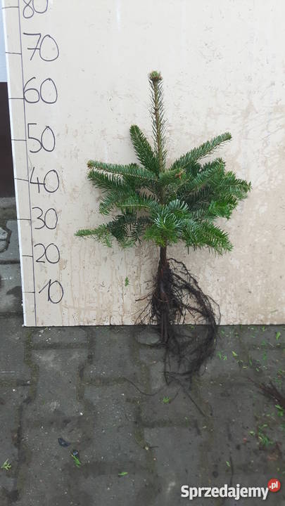 Thuja brabant 100 świerk srebrny jodła kaukaska Rośliny śląskie Rybnik