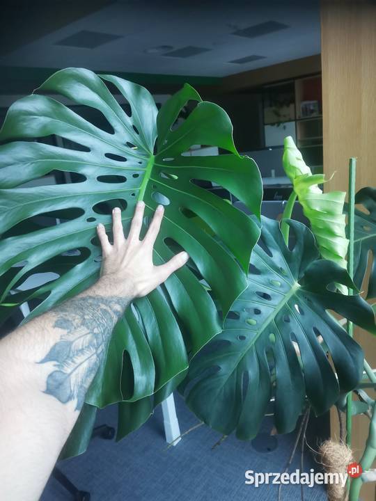 Ogrodnik domowybiurowy Pogotowie roślinne Warszawa prace ogrodowe