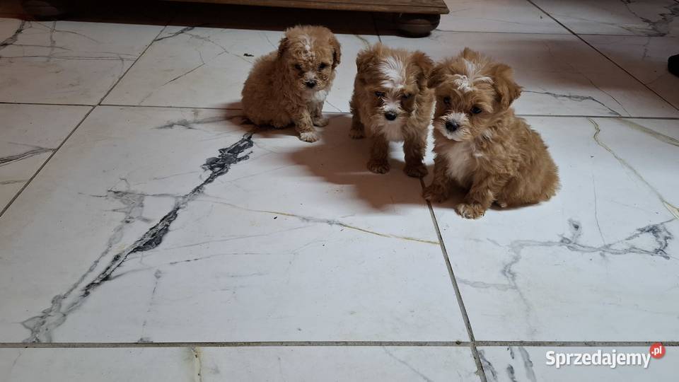 Maltipoo z metryką warmińsko-mazurskie Ełk