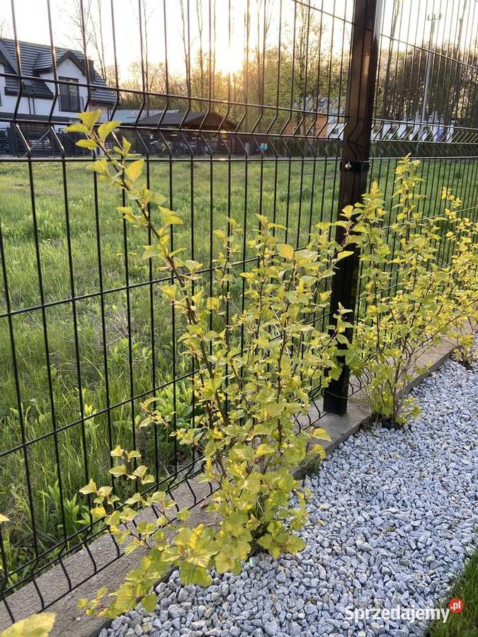 Pęcherznica kanolistna Ogród Kraków sprzedam