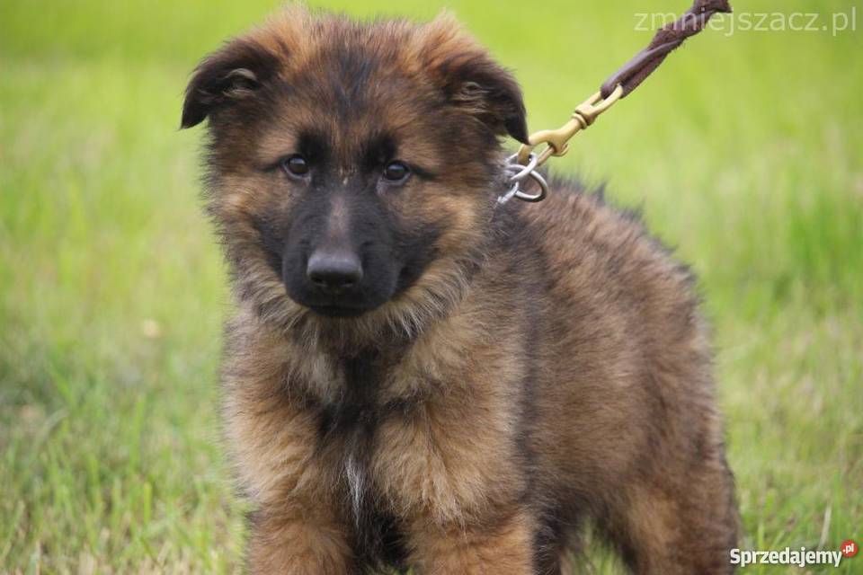 Owczarek Niemiecki Konin Sprzedajemy.pl