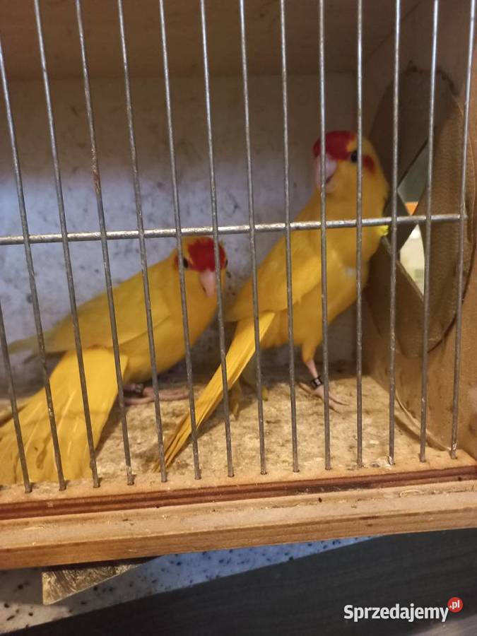 Papugi modrolotki małopolskie Stanisław Górny