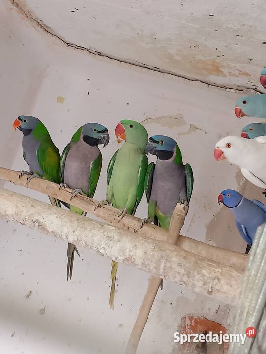 Aleksandretty chińskie wielkie obrożne Ptaki sprzedam