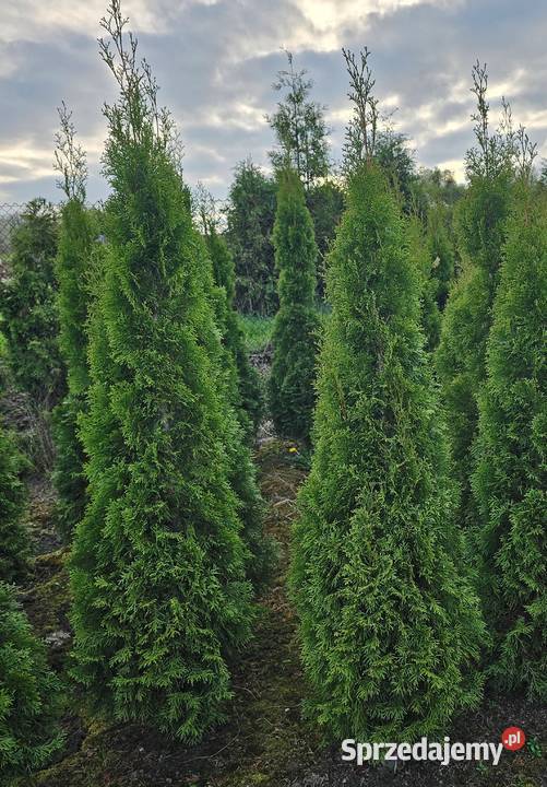Szmaragd Tuje Thuje Tuja Krzewy Thuja Kraków