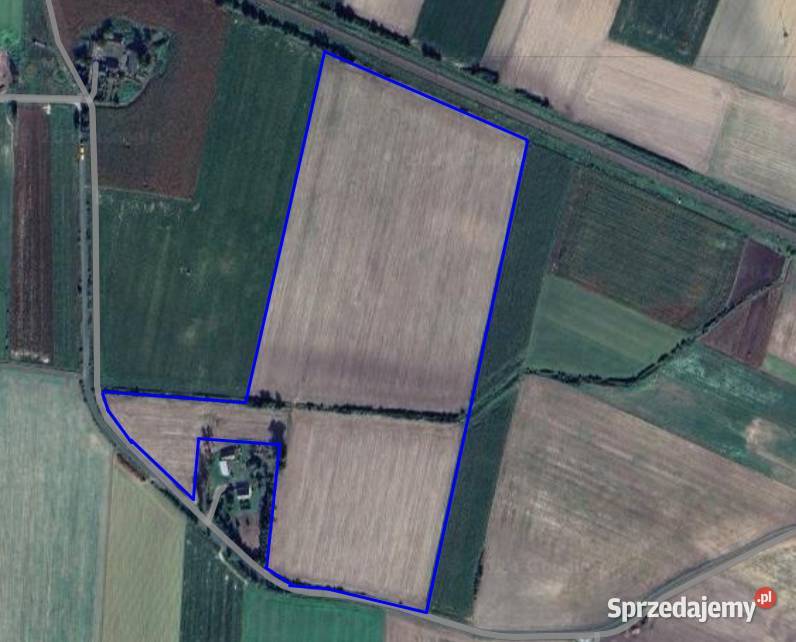 Sprzedam grunt rolny o pow. 12 ha w gm. Żychlin.