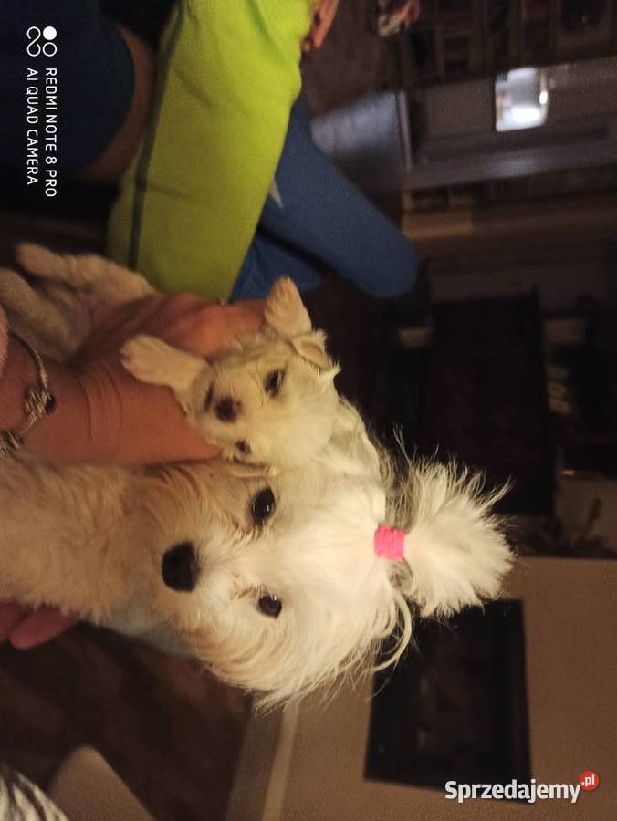 Maltańczyki rodowód pomorskie Gdańsk