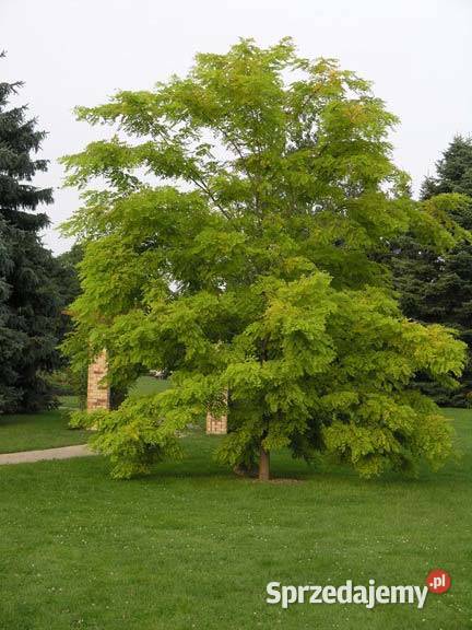 Nasiona akacji robinia 250 Lubliniec