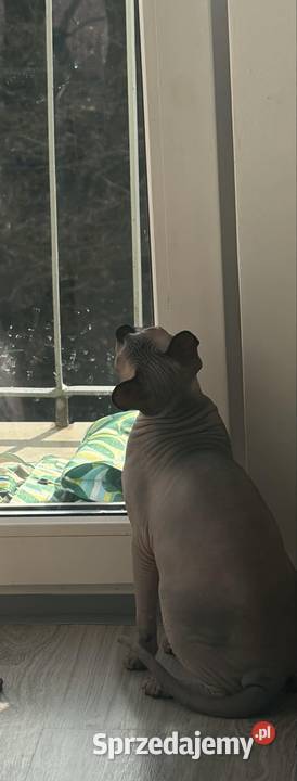 Roczny kot Sfinks kochający szuka nowego domu Łódź