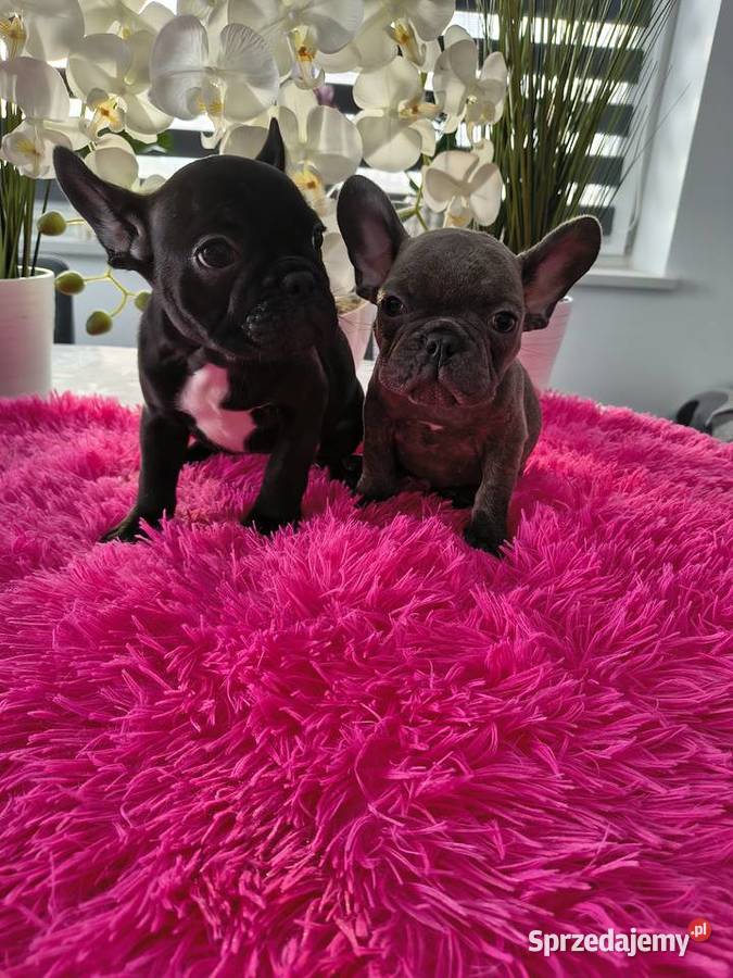 Buldogi francuskie niebieskie Bartoszyce