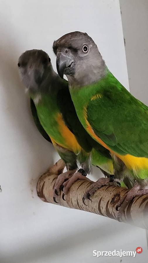 Senegalki para 19r