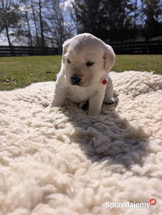 Labrador retriever Chmielno