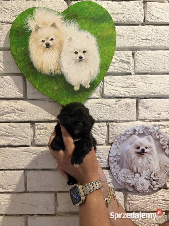 Szpic miniaturowy pomeranian boy śląskie Gliwice