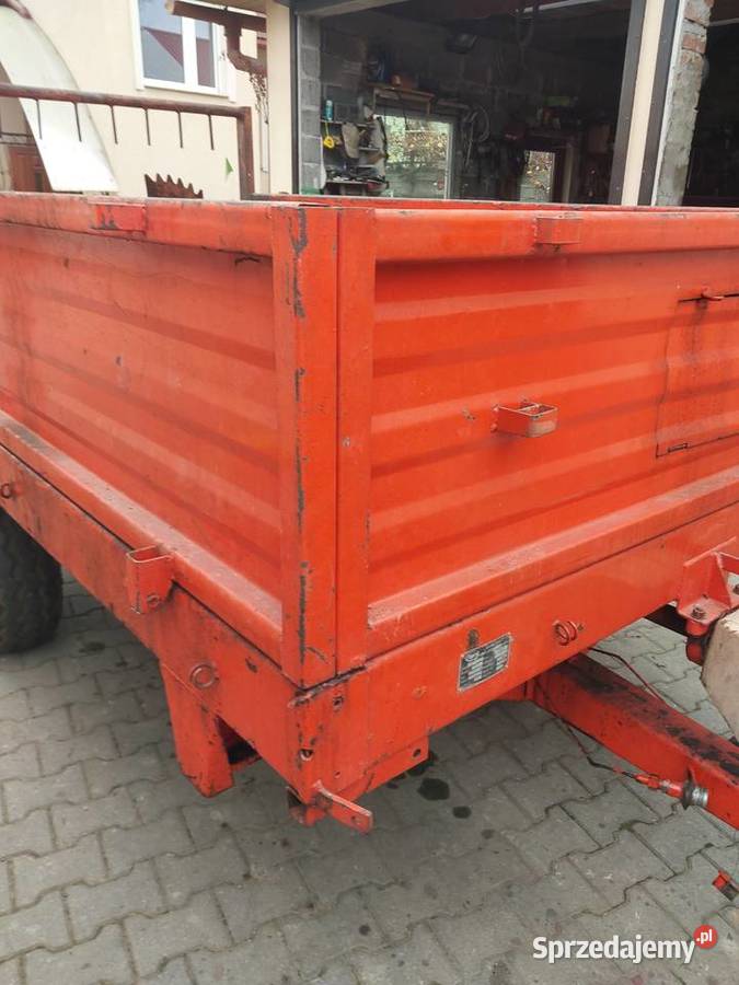 Rozrzutnik agrmet górski Jordanów