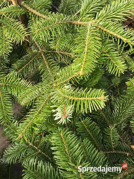 Gałęzie jodła kaukaska 300 Śrem