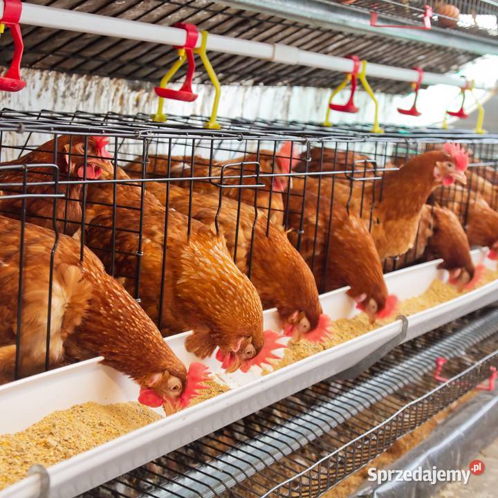 Dezosan paleta 500 preparat do suchej lubelskie Parczew