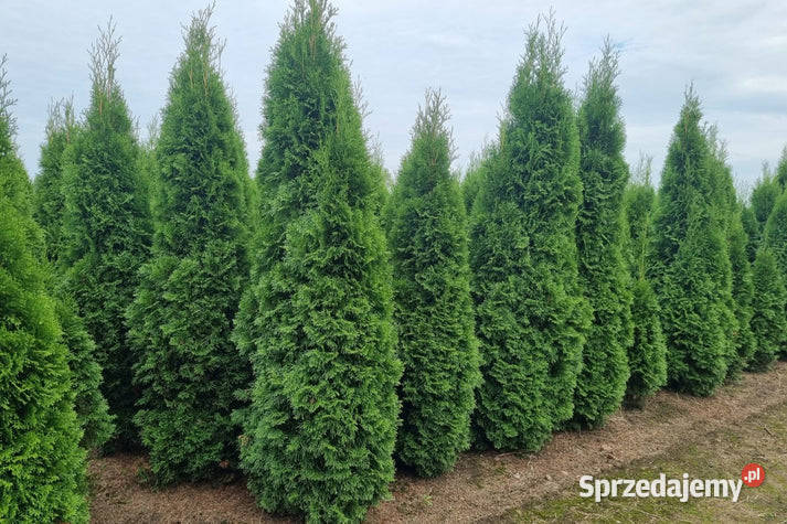 Tujeświerki sosny i drzewa lisciaste Warszawa