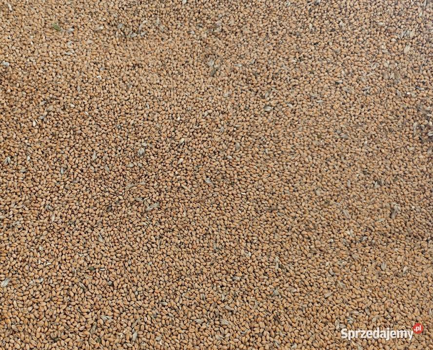 Pszenica ozima Zboża