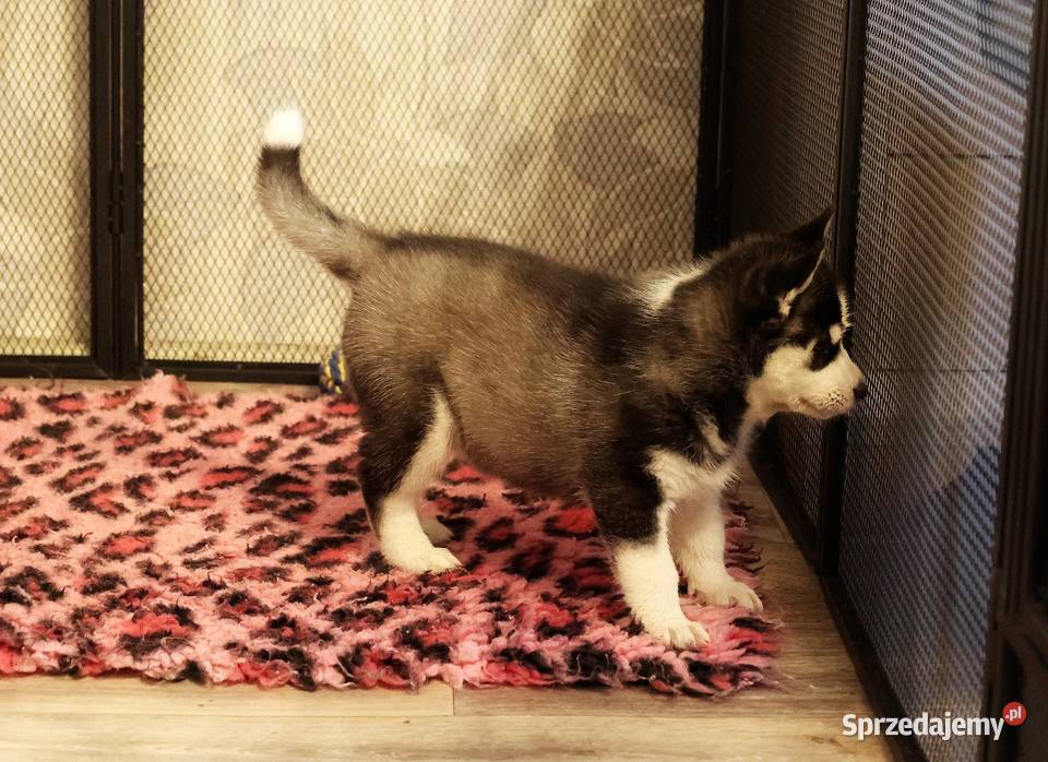Siberian Husky fantastyczna suczka świętokrzyskie Secemin
