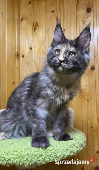 Kociaki maine coon okazja