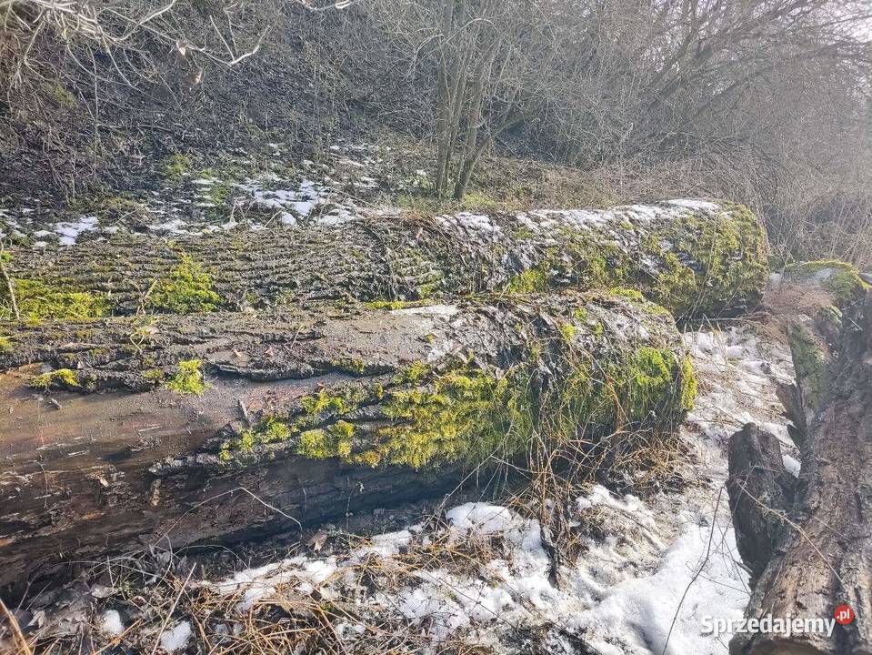 Topola kłody małopolskie