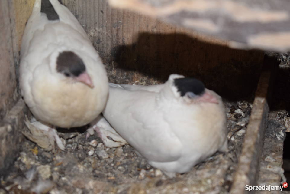 gołębie fajfry pawiki krymki Agatówka