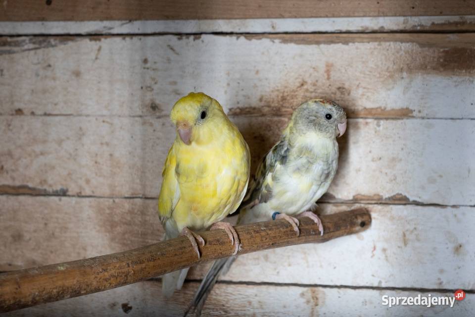 Świergoty para podkarpackie Chmielnik sprzedam