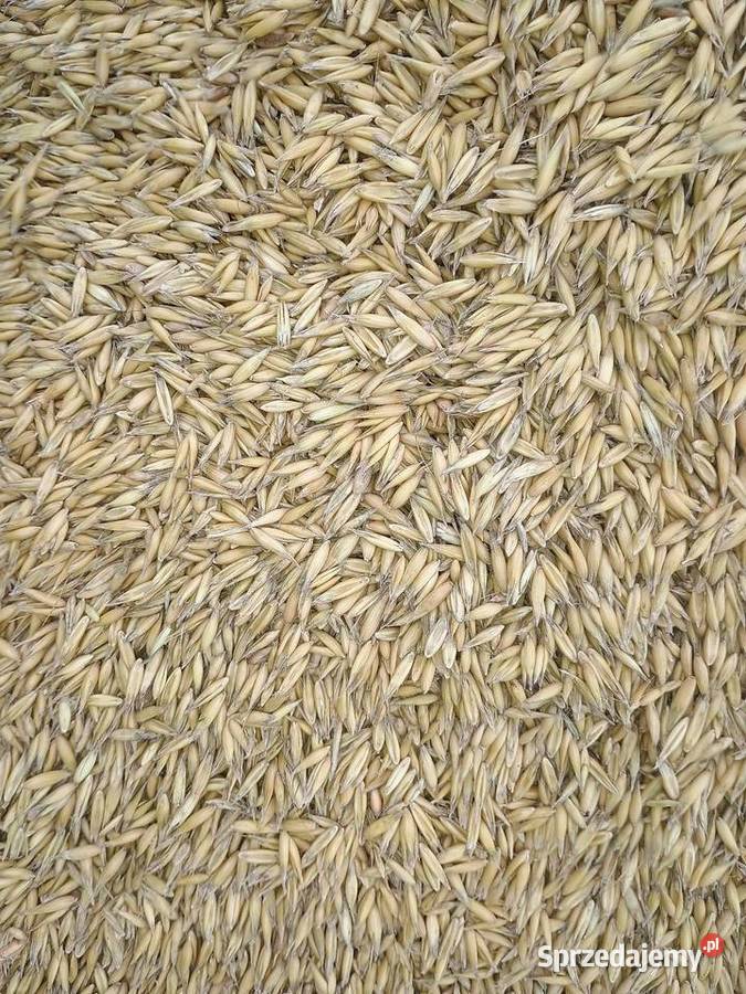 Owies czyszczalni paszowy worki bb luz Łuków sprzedam