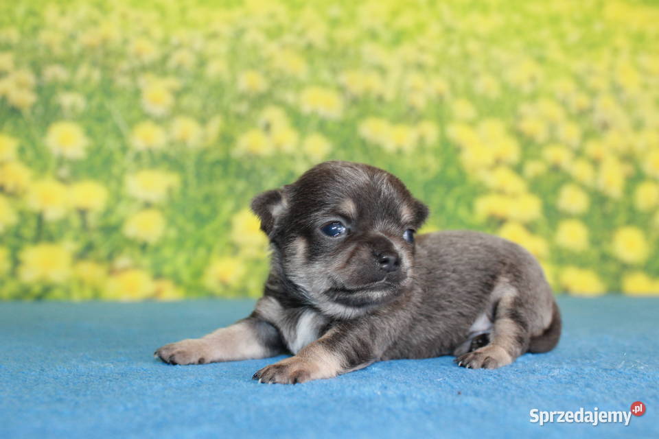 Chihuahua krótkowłosy niebieski chłopczyk ZKwP Świnoujście