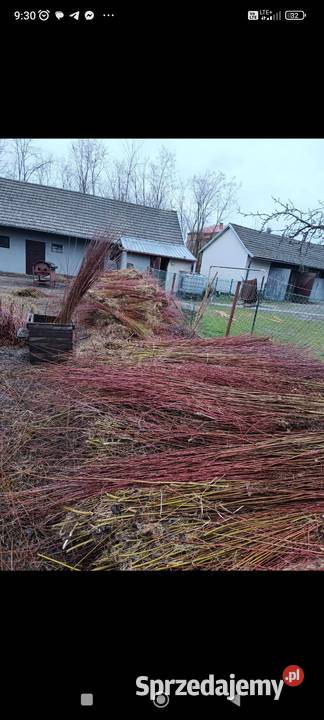 Wiklina korowanawiklina zielona podkarpackie Rudnik nad Sanem