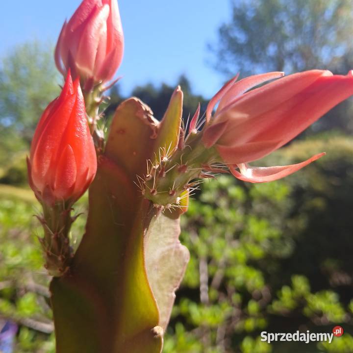Epiphyllum epifilum kaktus sukulent domowy Nowy Sącz