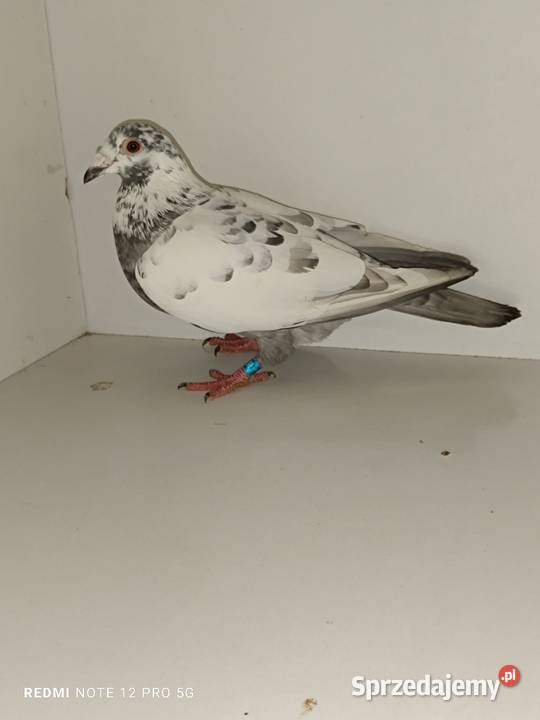 Gołębie Pocztowe Piękne Kolory Włocławek