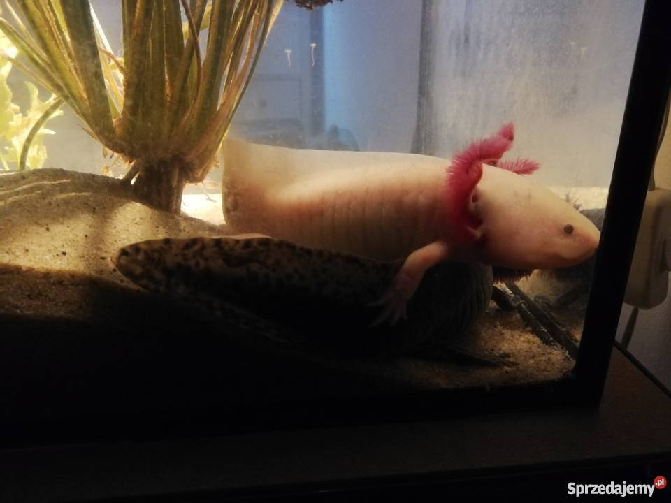 Aksolotl ambystoma meksykańska samiec małopolskie