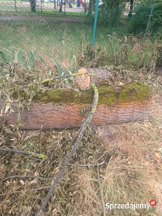 Duża ilość drzewa sprzedam