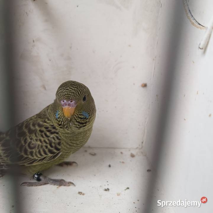 Falista Black face małopolskie Zbylitowska Góra